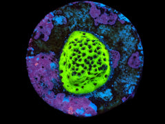 Montipora sp. (Snake Venom) (DJM frag) pb 038