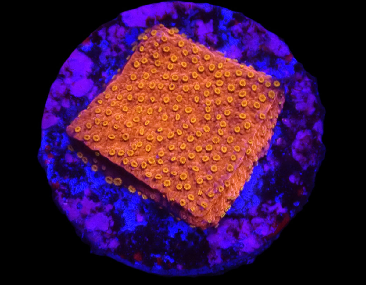 Montipora spp. (Sunburst) (frag)
