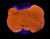 Montipora spp. (Sunburst) (frag)