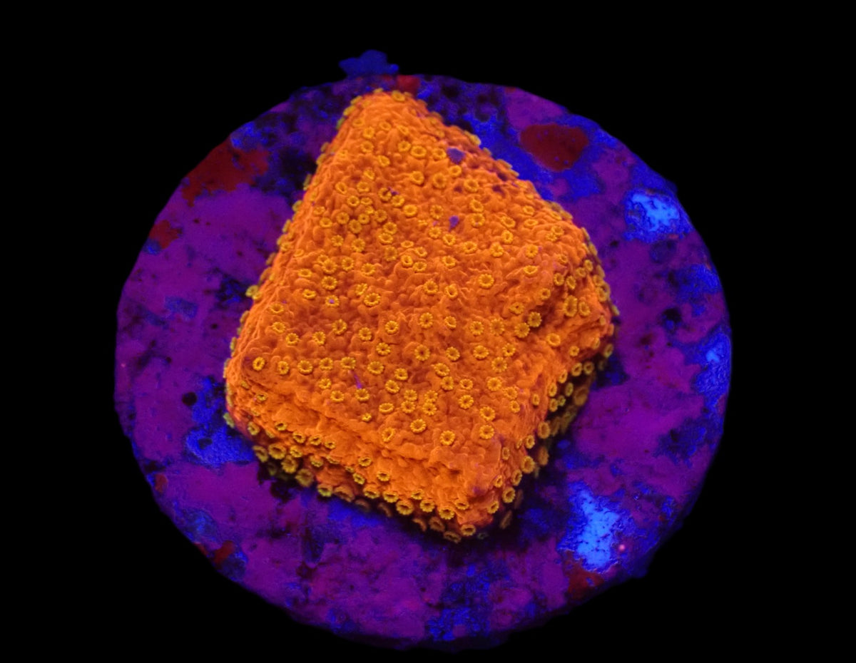 Montipora spp. (Sunburst) (frag)