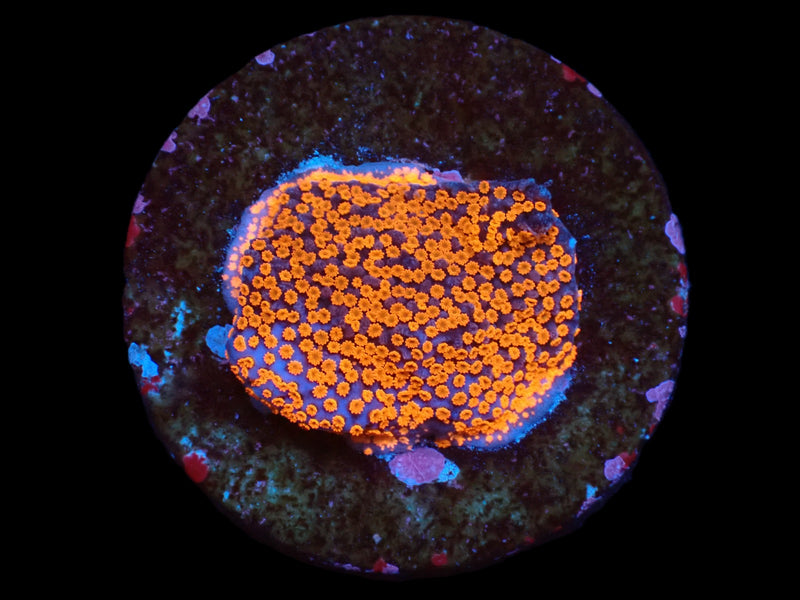 Favites pentagona (Ultra) (DJM frag) pb 508
