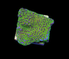 Montipora spp. (Ultraman) (frag)
