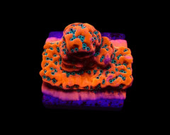 Montipora spp. (WWC Dragon Fruit) (frag)