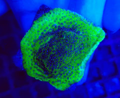 Montipora spp. (Blueberry Pie) (frag)