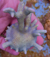 Montipora spp. (Branched) (Blue polyp)