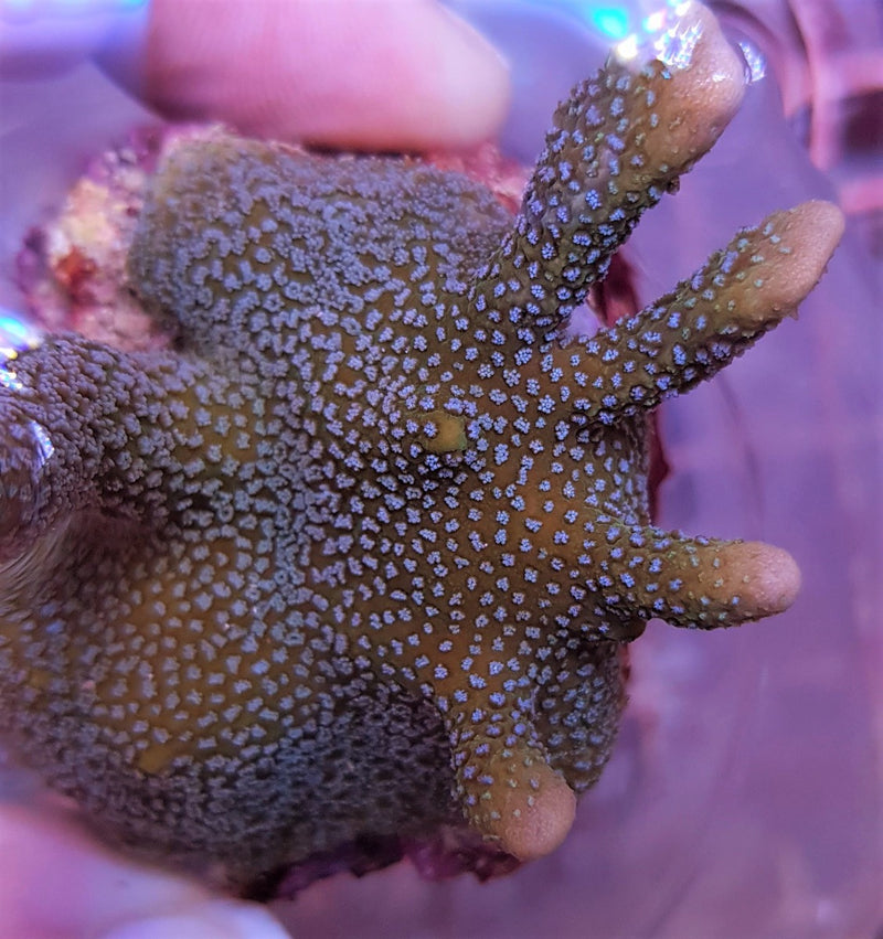 Montipora spp. (Branched) (Blue polyp) (frag)