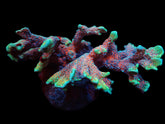 Montipora spp. (Branched) (Forest Fire)