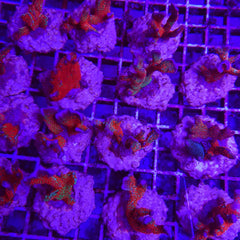 Montipora spp. (Branched) (Forest Fire) (frag)