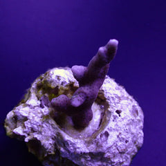 Montipora spp. (Branched) (frag)