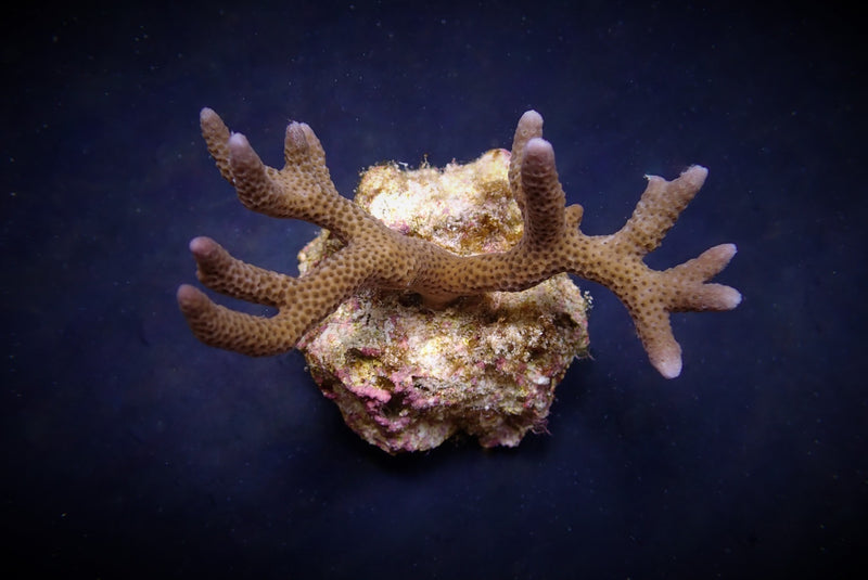 Montipora spp. (Branched) (frag)