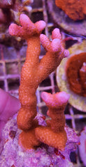 Montipora spp. (Branched) (Orange-Red)