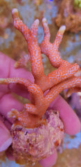 Montipora spp. (Branched) (Red polyp)