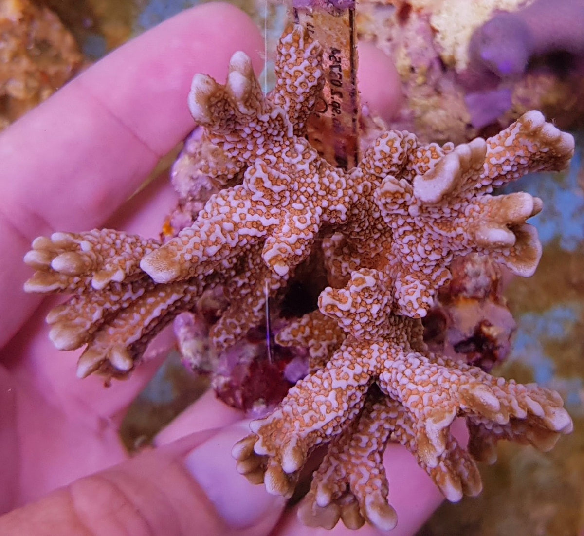 Montipora spp. (Branched) (Red polyp)
