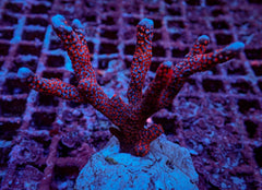Montipora spp. (Branched) (Red polyp) (frag)