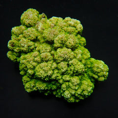 Montipora spp. (Encrusting) (Green)