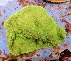 Montipora spp. (Encrusting) (Green)