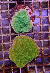 Montipora spp. (Encrusting) (Green) (frag)