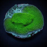 Montipora spp. (Encrusting) (Green) (frag)