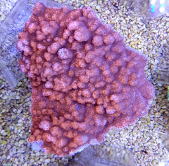 Montipora spp. (Encrusting) (Orange-Red)