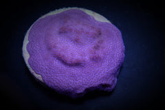 Montipora spp. (Encrusting) (Purple-Blue)
