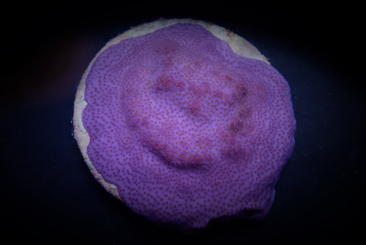 Montipora spp. (Encrusting) (Purple-Blue)