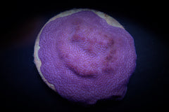 Montipora spp. (Encrusting) (Purple-Blue)