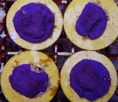 Montipora spp. (Encrusting) (Purple-Blue polyp) (frag)