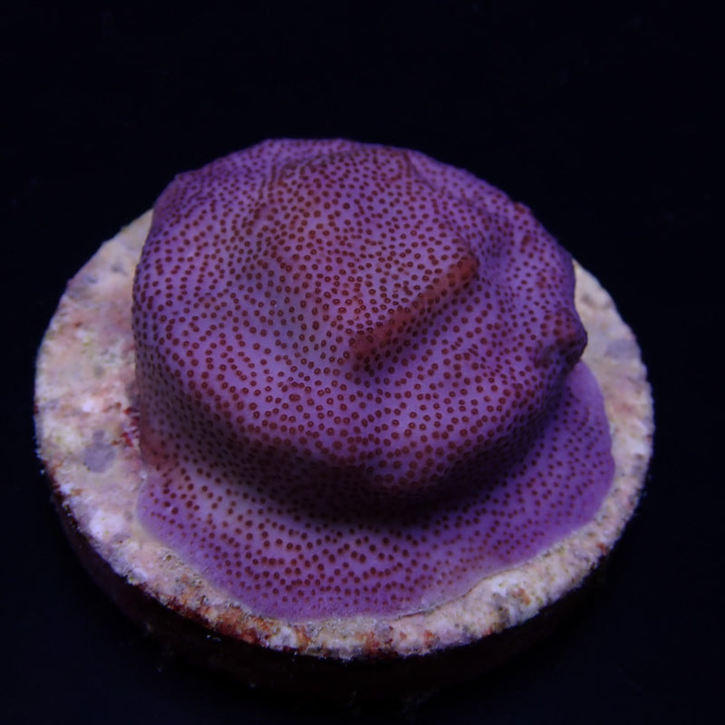Montipora spp. (Encrusting) (Purple-Blue) (frag)