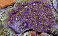 Montipora spp. (Encrusting) (Purple-Pink polyp)