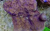 Montipora spp. (Encrusting) (Purple-Pink polyp)