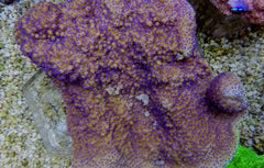 Montipora spp. (Encrusting) (Purple-Pink polyp)