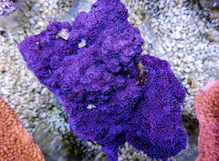Montipora spp. (Encrusting) (Purple-Blue)