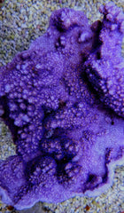Montipora spp. (Encrusting) (Purple-Blue)