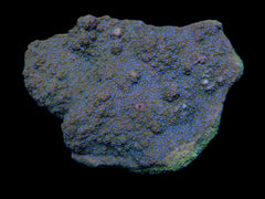 Montipora spp. (Encrusting) (Purple-Pink polyp)