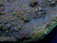 Montipora spp. (Encrusting) (Purple-Pink polyp)