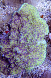 Montipora spp. (Encrusting) (Purple-Pink polyp)