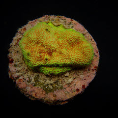 Montipora spp. (Encrusting) (Red polyp)