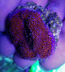 Montipora spp. (Encrusting) (Red polyp)
