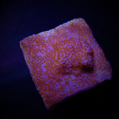 Montipora spp. (Encrusting) (Red polyp) (frag)