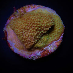 Montipora spp. (Encrusting) (Red polyp) (frag)