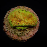 Montipora spp. (Encrusting) (Red polyp) (frag)