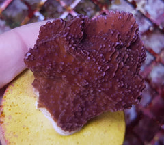 Montipora spp. (Laminar) (Common) (frag)