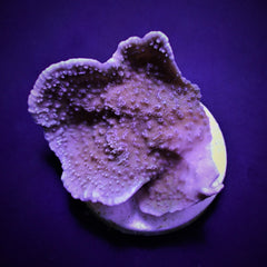 Montipora spp. (Laminar) (Common) (frag)