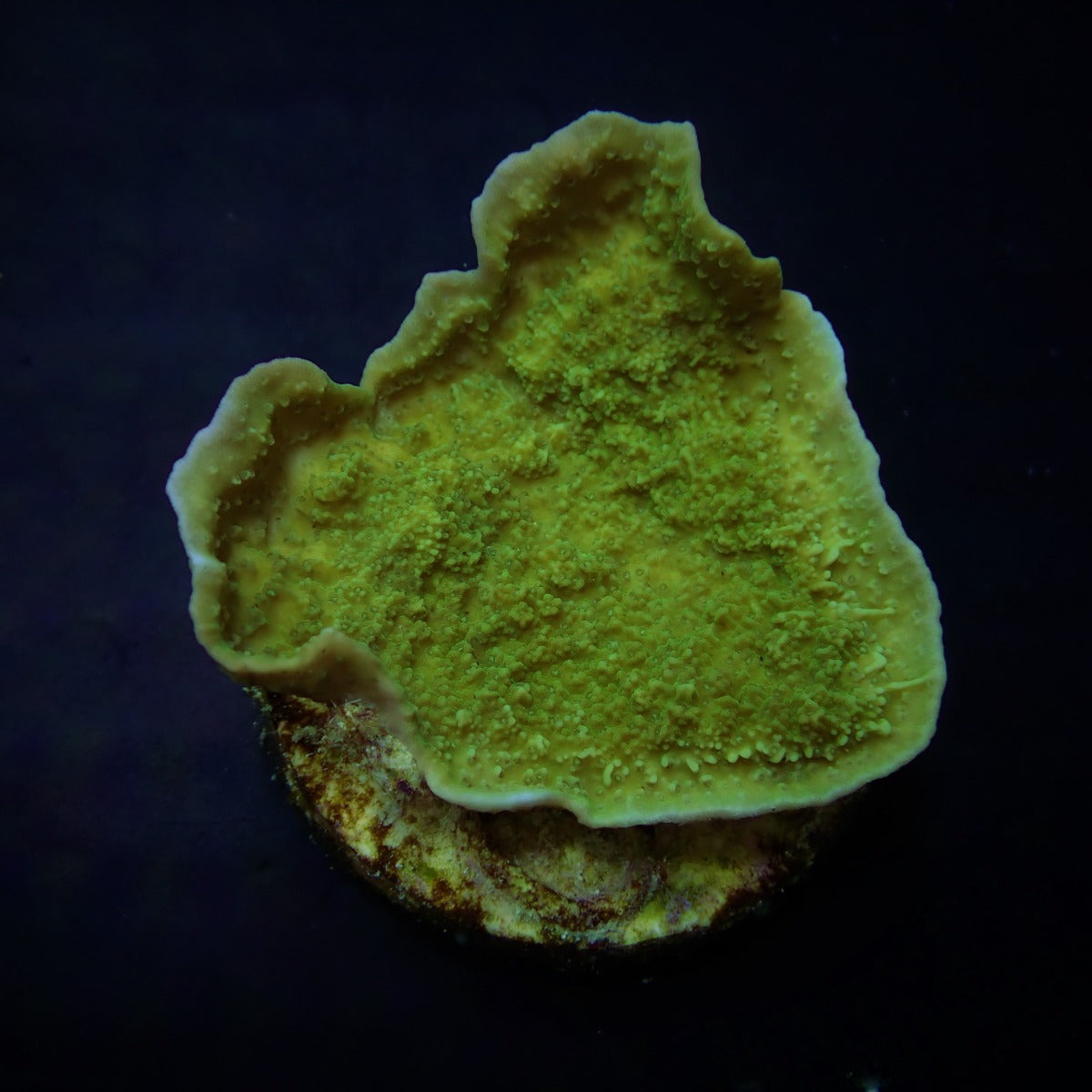 Montipora spp. (Laminar) (Green)