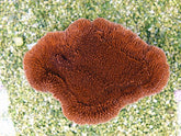 Montipora spp. (Laminar) (Orange-Red)