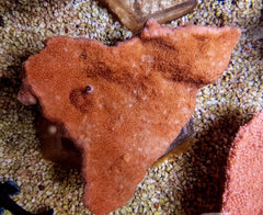 Montipora spp. (Laminar) (Orange-Red)