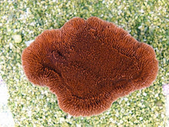 Montipora spp. (Laminar) (Orange-Red) (frag)