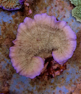 Montipora spp. (Laminar) (Pink Edge)