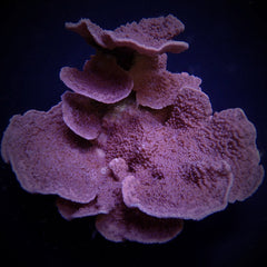 Montipora spp. (Laminar) (Purple-Blue)