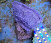 Montipora spp. (Laminar) (Purple-Blue) (frag)